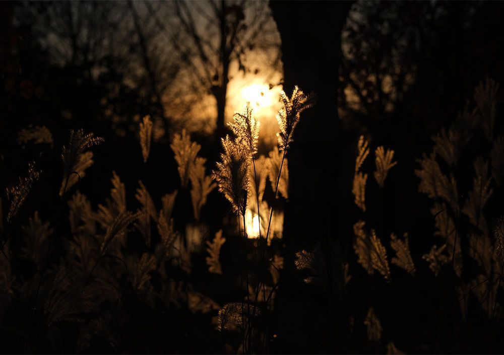 weeds dancing in a fall sunset